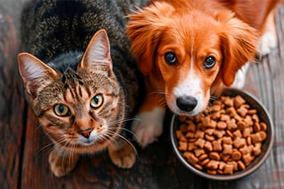 croquetas extrusionadas para mascotas